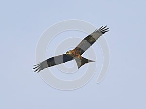 Red Kite in flight against a blue sky