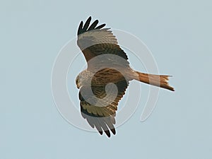 Red Kite in flight against a blue sky