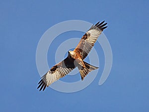 Red Kite in flight against a blue sky photo