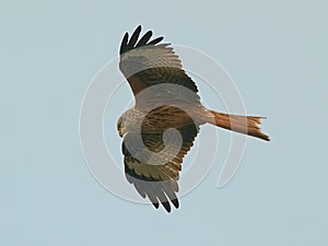 Red Kite in flight against a blue sky photo