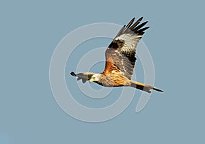 Red kite in flight against clear blue sky