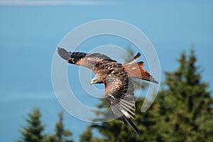 Red Kite In Flight