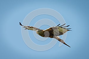 Red Kite in flight