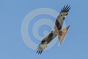 Red kite