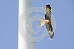 A red kite flying dangerously near the blades of a wind turbine.