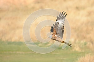 Red Kite