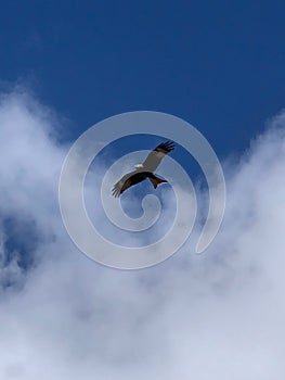 Red Kite flying portrait with clear blue sky