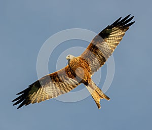 A red kite flying photo