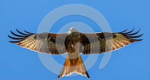 Red kite with full wing span