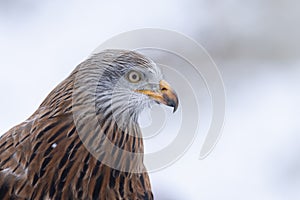 Red Kite head closeup Milvus milvus