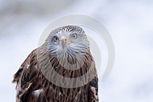 Red Kite head closeup Milvus milvus