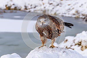 Red Kite head closeup Milvus milvus