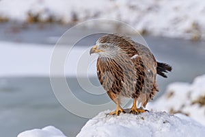 Red Kite head closeup Milvus milvus