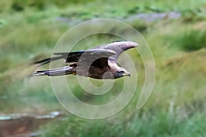 Red Kite head closeup Milvus milvus