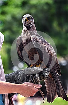 Red kite on human hand 2