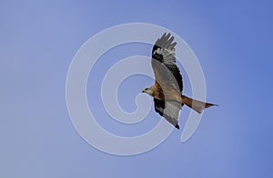 A red Kite hunting alone