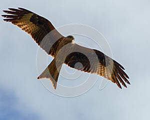 Red Kite Hunting