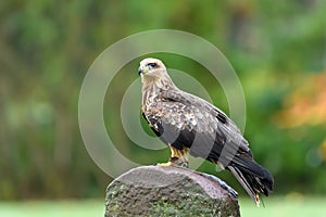 Red Kite isolated