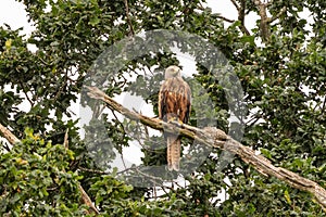 Red Kite on the lookout in a tree
