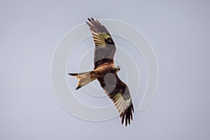 A Red Kite, a majestic scavenger bird of prey, hunts for food in the Welsh mountains