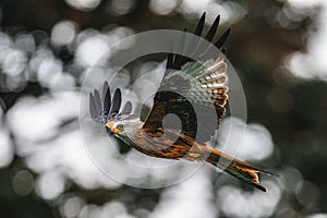 A Red Kite, a majestic scavenger bird of prey, hunts for food in the Welsh mountains