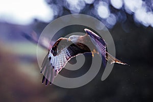 A Red Kite, a majestic scavenger bird of prey, hunts for food in the Welsh mountains