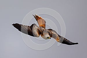 A Red Kite, a majestic scavenger bird of prey, hunts for food in the Welsh mountains