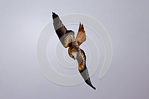 A Red Kite, a majestic scavenger bird of prey, hunts for food in the Welsh mountains