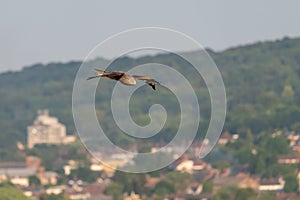 Red Kite Milvus milvus over West Wycombe photo