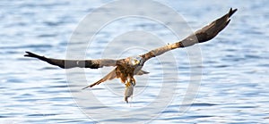 A Red Kite Milvus milvus bird flying away with a large fish it just caught from the sea