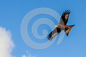 Red kite (Milvus milvus