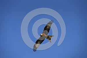 Red Kite (Milvus milvus) flying against a blue sky