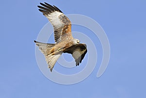 Red Kite - Milvus milvus