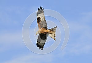 Red Kite - Milvus milvus