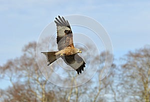 Red Kite - Milvus milvus