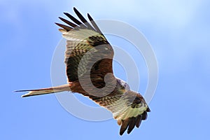 Red Kite (Milvus milvus)