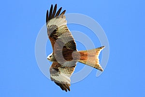 Red Kite (Milvus milvus)