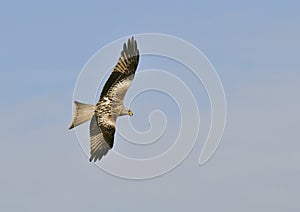 Red Kite - Milvus milvus