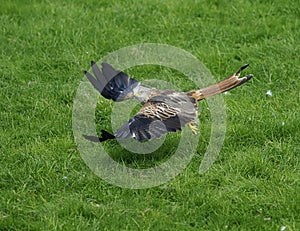 Red kite, Milvus milvus