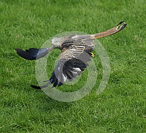 Red kite, Milvus milvus