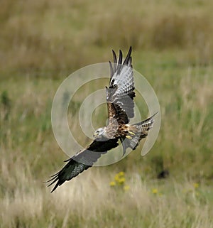 Red kite, Milvus milvus