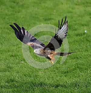 Red kite, Milvus milvus