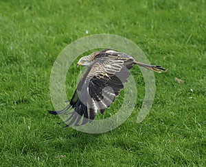 Red kite, Milvus milvus