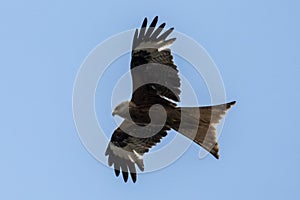 Red Kite (Milvus milvus)