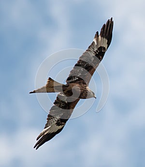 Red Kite Milvus milvus