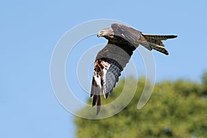 Red Kite, Milvus milvus