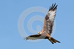 Red Kite, Milvus milvus