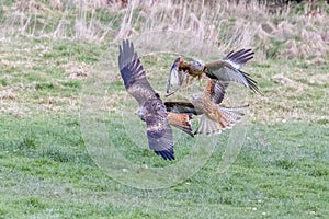 Red Kite (Milvus milvus