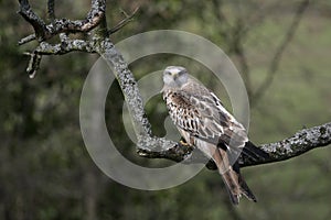 Red kite, Milvus milvus