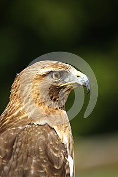 Red Kite - Milvus Milvus